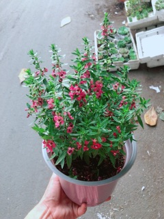 Chậu hoa lưu ly