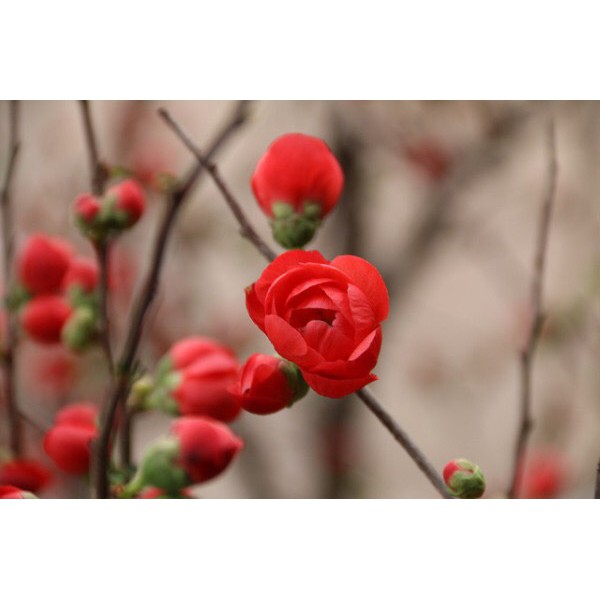 Hoa mai đỏ/mai đỏ trưng tết loại hoa trang trí mang lại may mắn cho gia chủ vào dịp TẾT
