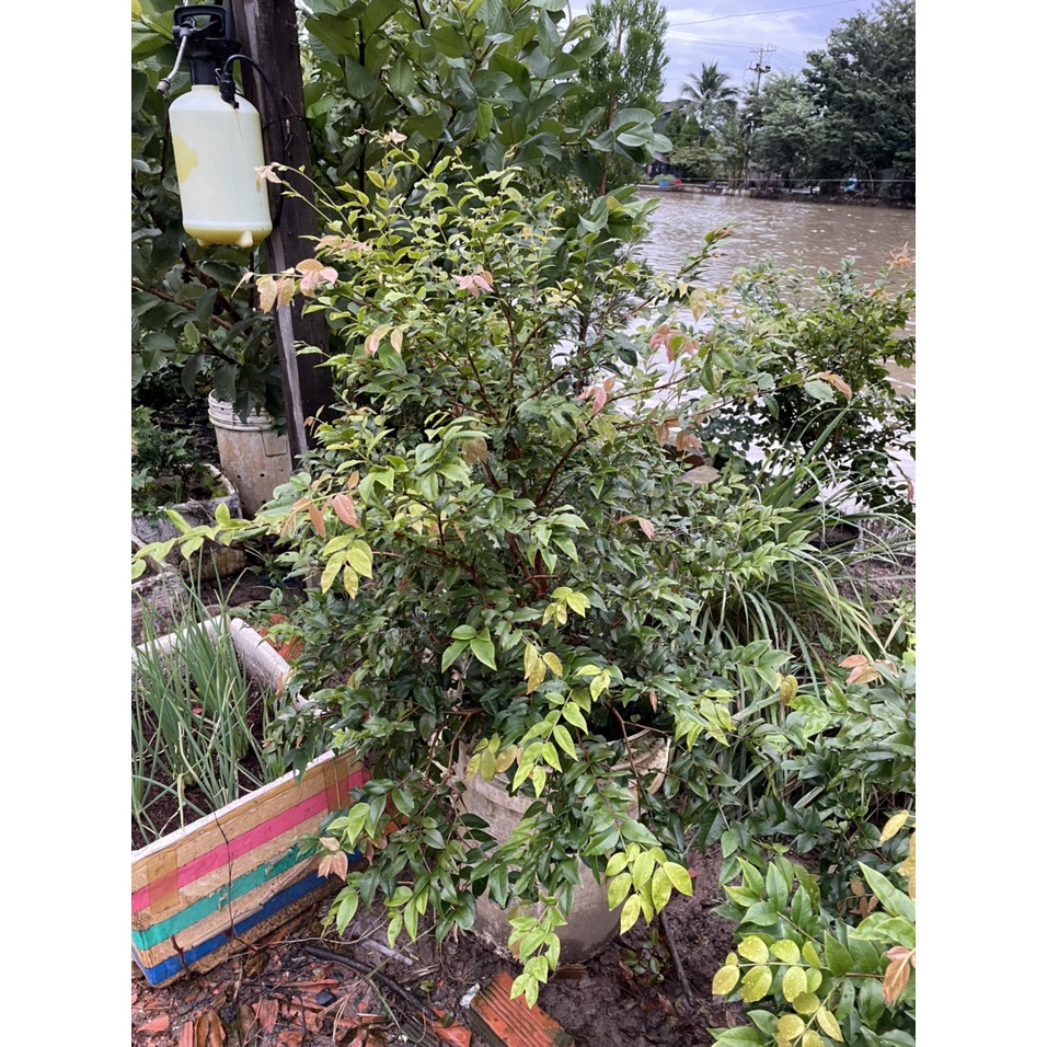 Nho Thân Gỗ Tứ Quý