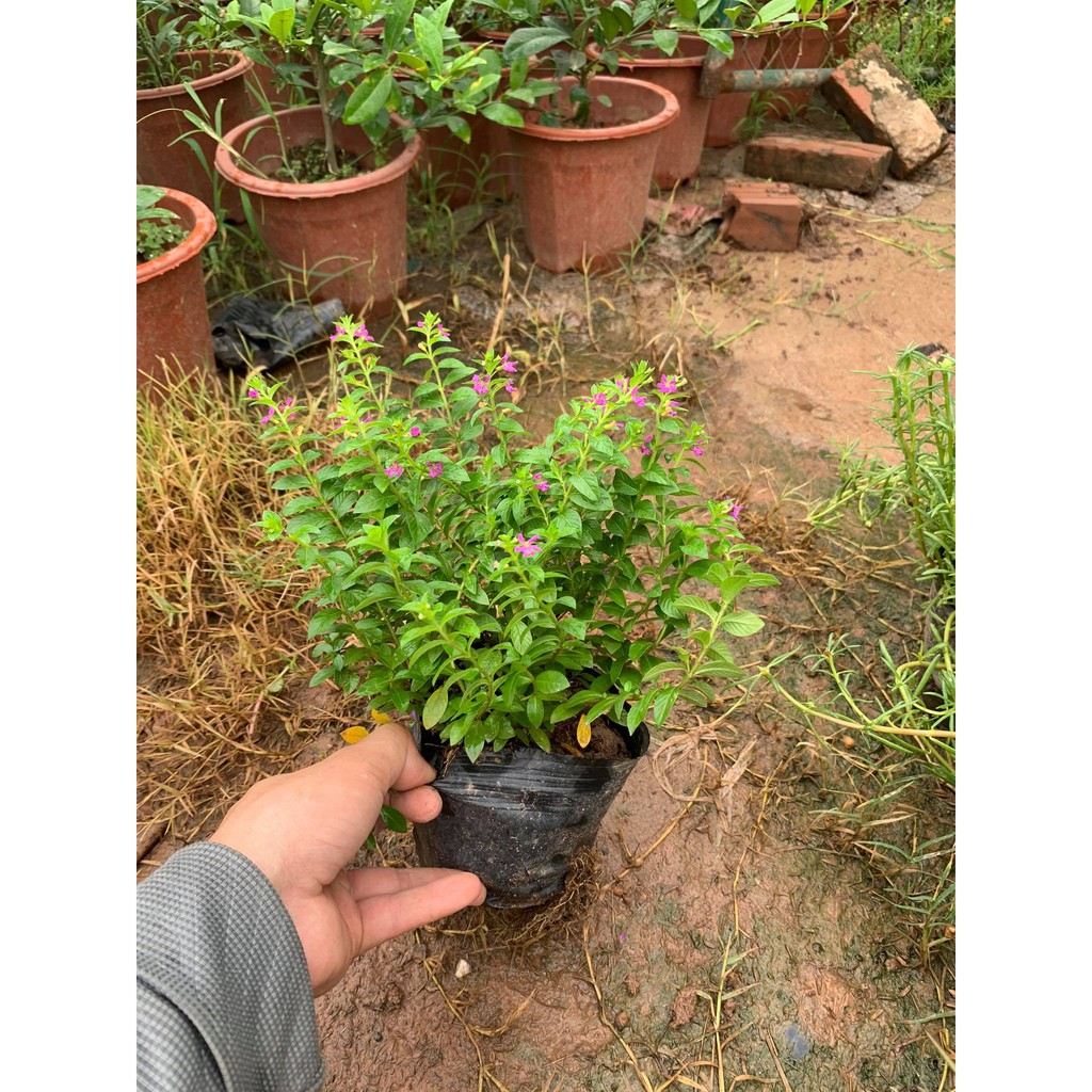 [THANH LÍ DỌN VƯỜN]cây cẩm tú mai xum xuê, dễ sống, dễ chăm(cây như hình)