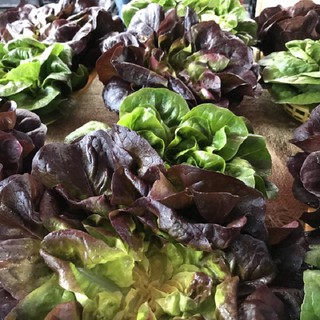 Gói 0,2 gram hạt giống xà lách Đăm tím cao sản F1 xuất xứ Đức