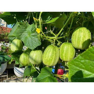 Hạt giống dưa Miêu Chiêng Mai