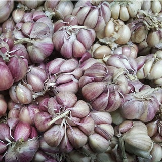 Tỏi tím tép to thơm