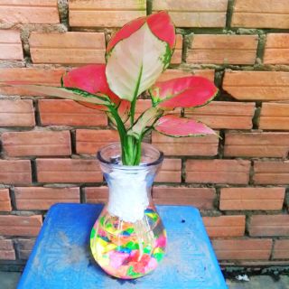 Vạn lộc đỏ thủy sinh