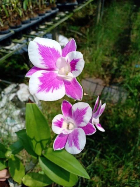 Hoa lan denro chớp kim cương