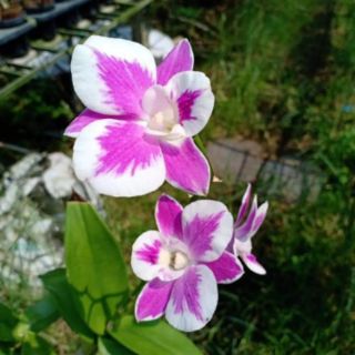 Hoa lan denro chớp kim cương