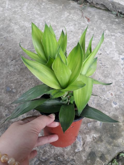 🍀🍃 Chậu phát tài búp sen 🍀🍃