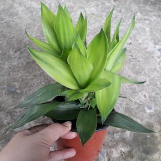 🍀🍃 Chậu phát tài búp sen 🍀🍃
