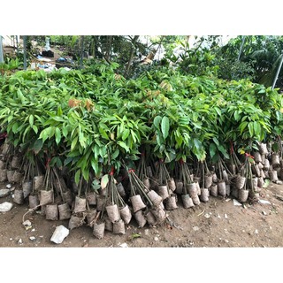 Giống Vải Không Hạt Thái Lan