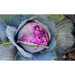 Hạt Giống Bắp Cải Tím F1 Chịu Nhiệt, Năng Suất Cao