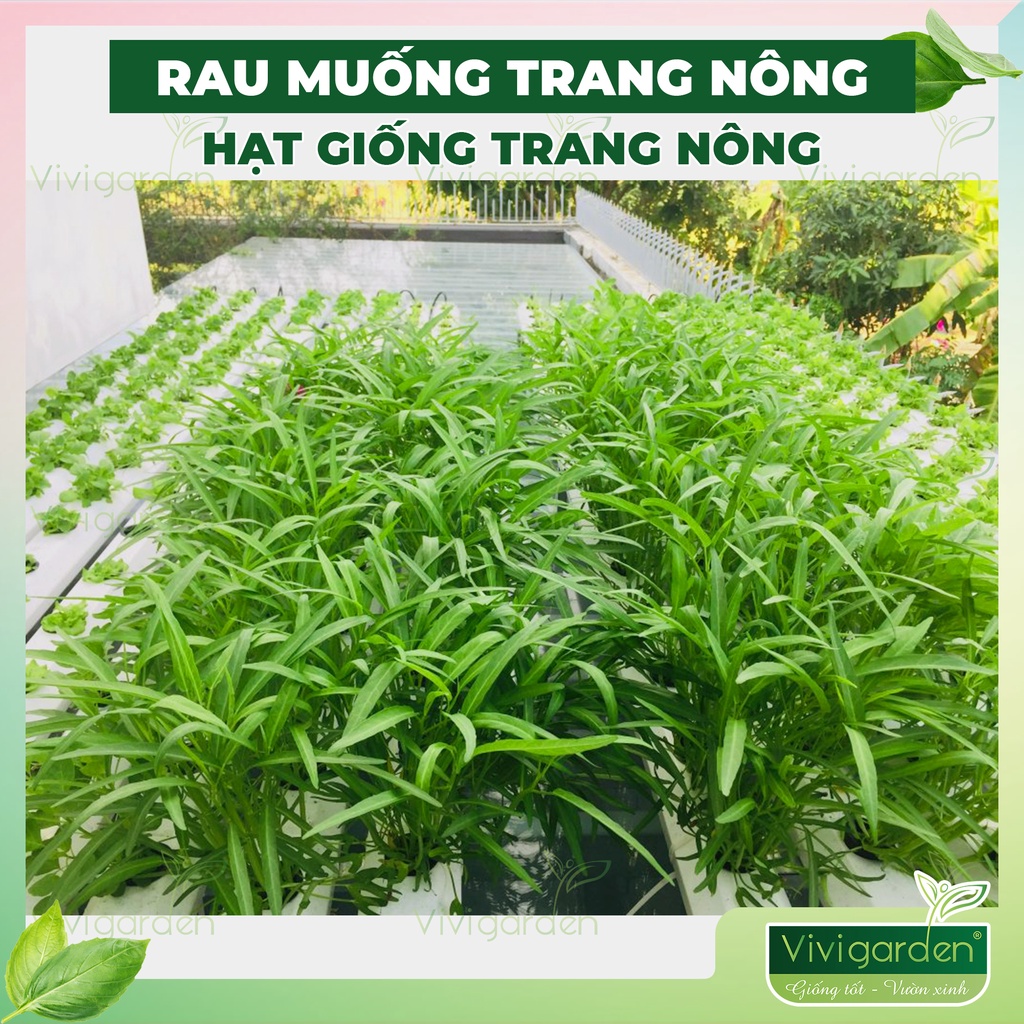 Gói 100gr hạt giống Rau muống Trang Nông chất lượng dễ trồng