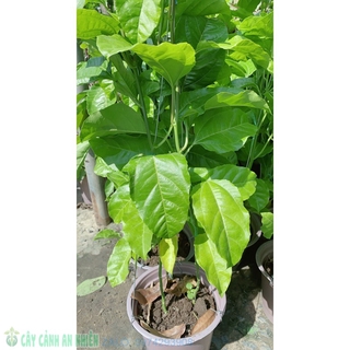 Cây Chanh Dây