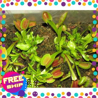 15 Hạt giống Cây bắt côn trùng (Bẫy kẹp) (tặng gói Kích nẩy mầm và Hướng dẫn) TRỢ GIÁ KHUẾN MẠI TẾT