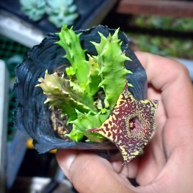 Xương rồng sao biển