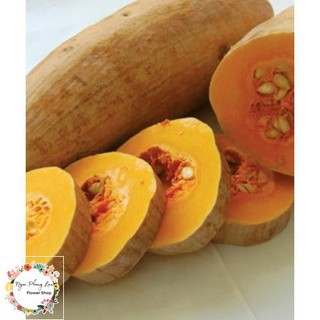 Hạt giống bí đỏ trái dài, bí rợ, bí sáp - gói 10 gram
