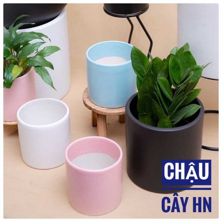 Chậu trụ trơn cao 8cm trồng sen đá,xương rồng, cây để bàn cực xinh