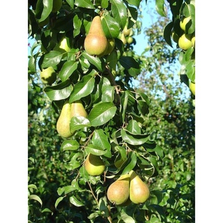 cây giống LÊ ĐỎ NAM PHI ( Giống Cây ghép Cho trái siêu sớm)