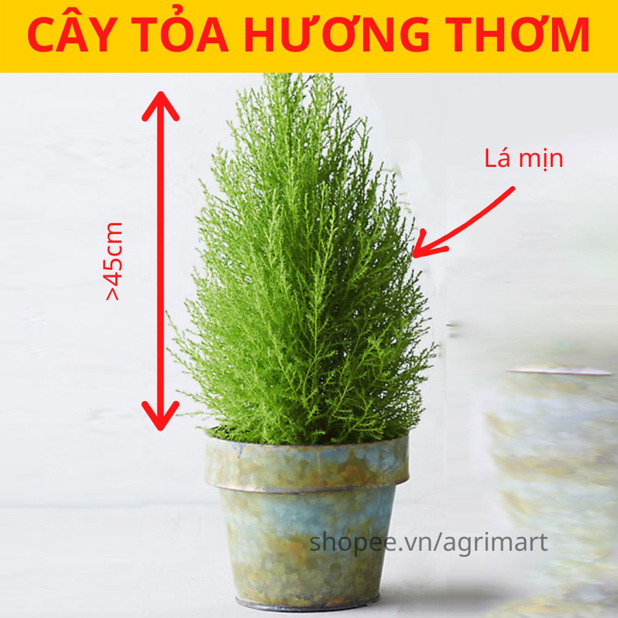 Cây tùng thơm lá mịn LAFA GARDEN, kích thước (30-40cm) nhỏ gọn, lá tỏa hương thơm, trang trí đẹp