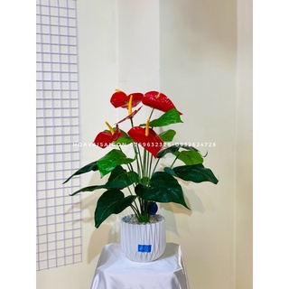 Chậu lá hồng môn 5 hoa cao 50cm