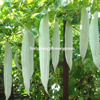 HẠT GIỐNG LẶC LÀY (KHỔ QUA TÂY) TRẮNG