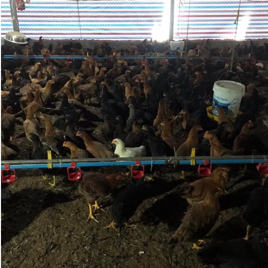 Bộ Thiến Gà 5 món bằng Thép không gỉ SÁNG - BỀN - ĐẸP