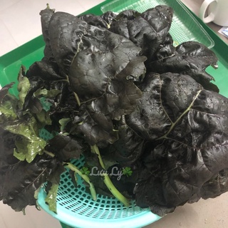 [Hạt giống Mỹ] - Cải Kale Tím