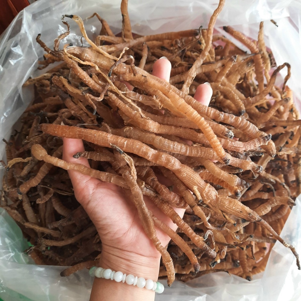 Sá Sùng Khô LOẠI 1 - Đặc Sản Sạch Nha Trang