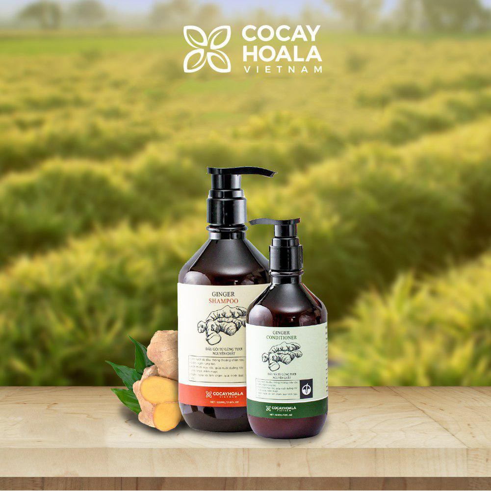 Dầu gội đầu gừng - Bộ Dầu Gội Xả Chiết Xuất Gừng Dừa An Toàn Cho Mẹ Sau Sinh Cocayhoala 500 ml | BigBuy360 - bigbuy360.vn