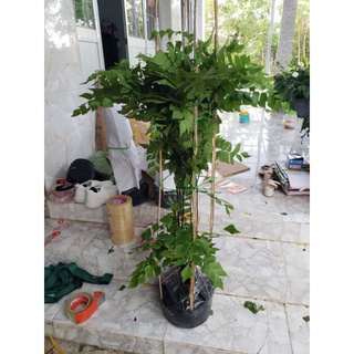 Cây Tóc Thần Vệ Nữ Lá Đại- tặng kèm phân bón