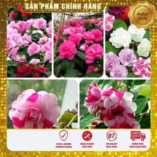 Hạt Giống Hoa Mai Địa Thảo -Ngọc Thảo Kép Lucky seeds