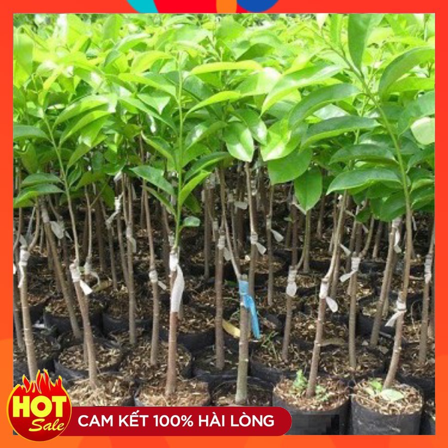 Cây Giống Mãng Cầu Xiêm Thái ( 3 Cây ) Giống Chuẩn Năng Suất Cao Cây Ghép Nhanh Cho Quả