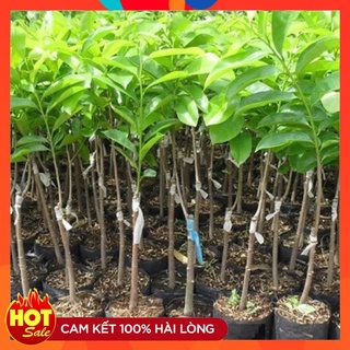 Cây Giống Mãng Cầu Xiêm Thái ( 3 Cây ) Giống Chuẩn Năng Suất Cao Cây Ghép Nhanh Cho Quả