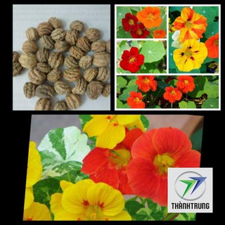 15 Hạt giống hoa sen cạn THANH TRUNG