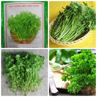 Hạt giống Rau Mùi Chịu Nhiệt F1 - 20 gram