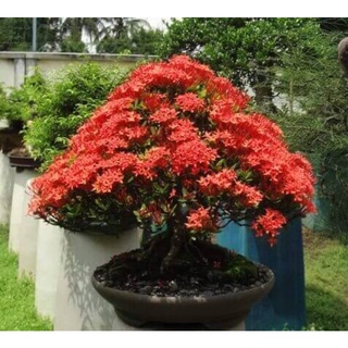 Chậu mềm giống bông trang sen đỏ