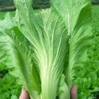10gram HẠT GIỐNG CẢI BẸ DƯA