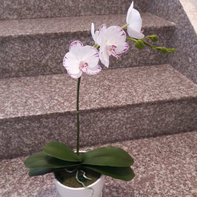 Chậu lan hồ điệp nhỏ đất sét