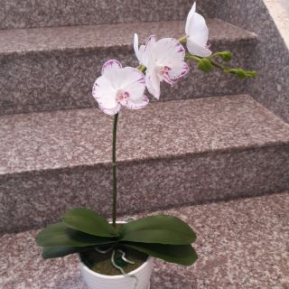 Chậu lan hồ điệp nhỏ đất sét