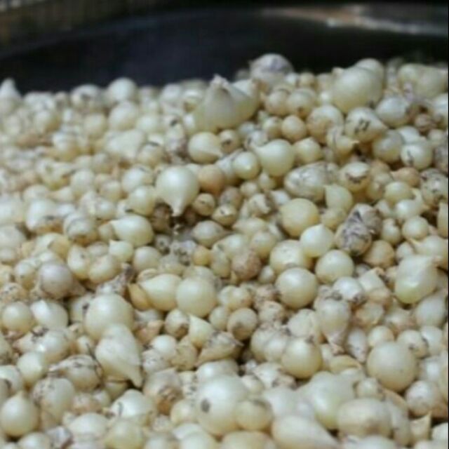 Hành tăm nghệ an 1 kg