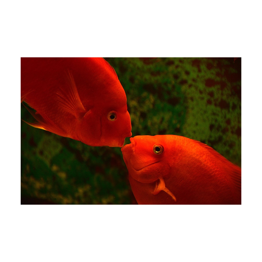 Thức ăn cho cá Hồng Két tăng màu Cám Porpoise - Hủ 260 gram