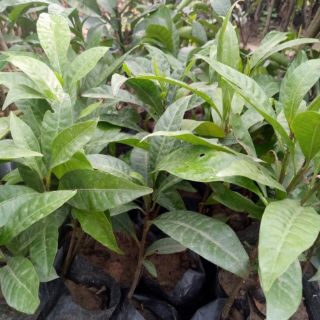 Cây trứng gà,lê kima.