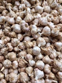 TỎI TA (HẢI DƯƠNG)