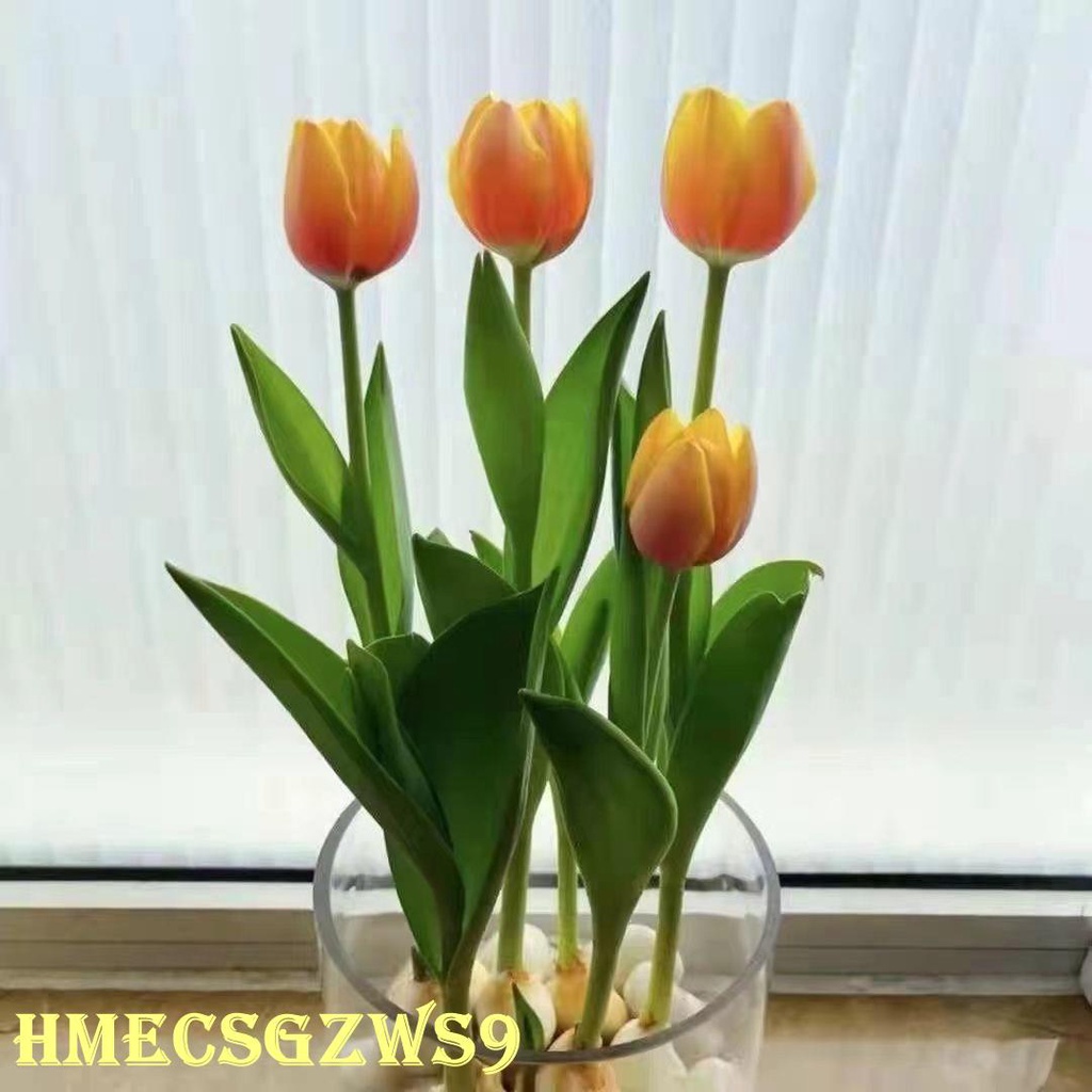 Hạt giống hoa tulip thủy canh hương thơm nồng nàn bốn mùa không thể tàn trong nhà hoa phòng khách 20h