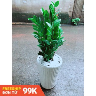 Chậu kim tiền size đại