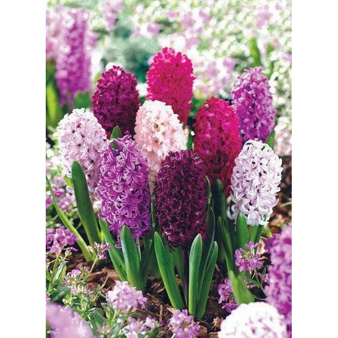 Củ hoa tiên ông đất loại đẹp, dạ lan hương