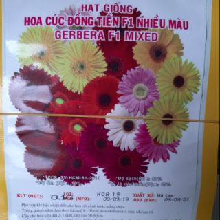 Hạt giống cúc đồng tiền nhiều màu