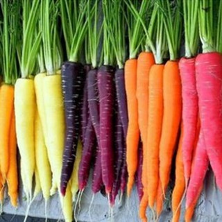 Gói 40 hạt giống Cà Rốt Mix Màu
