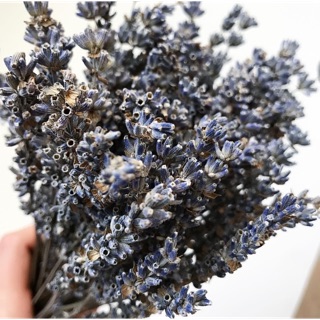 Hoa khô Lavender Pháp