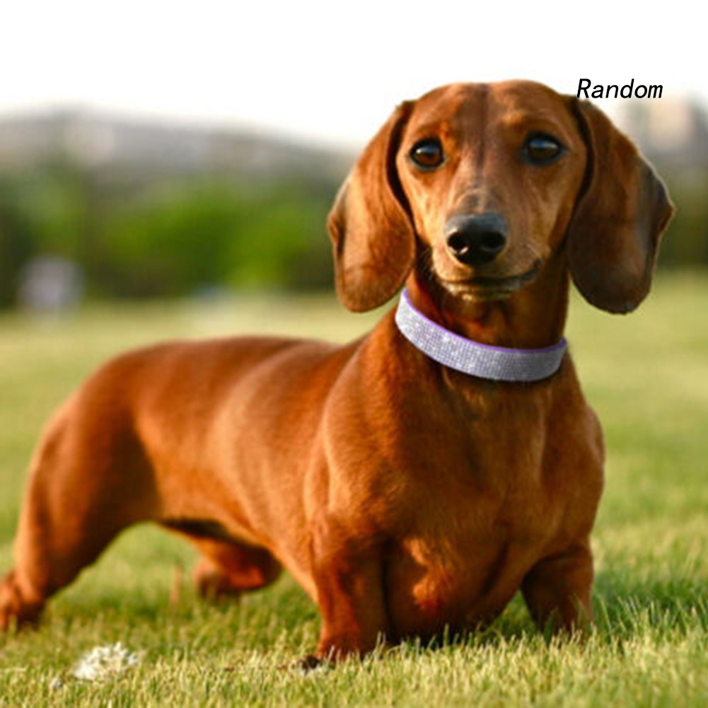 Vòng Cổ Đính Đá Lấp Lánh Dành Cho Chó Chihuahua