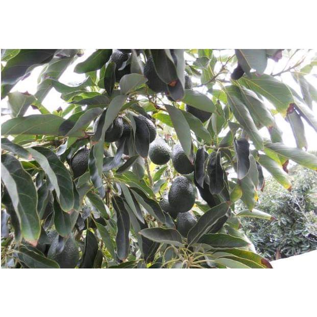 Cây Giống Bơ Hass úc F1
